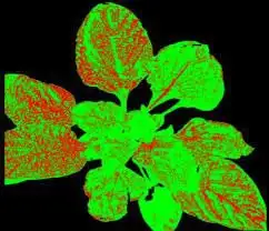 Plant Detector – AI Plant Identification & Disease Detection Image 8